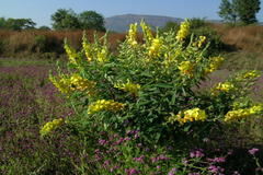 Crotalaria spectabilis